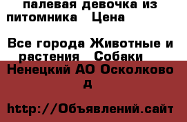 палевая девочка из питомника › Цена ­ 40 000 - Все города Животные и растения » Собаки   . Ненецкий АО,Осколково д.